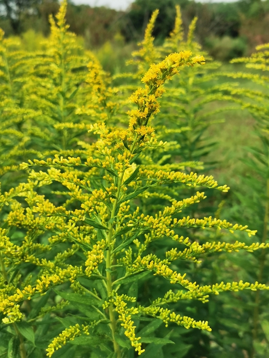 趕快報告 外來入侵植物 頭號殺手 紫莖澤蘭在成都市區(qū)出現(xiàn) 
